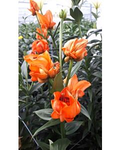 Лилиум la-hybrids Tintoretto 16/18 -  1 бр.