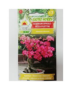 Пустинна роза /Adenium obesum/TF-1 оп