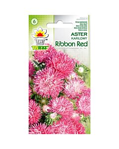 Астра ниска / Ribbon Red/ TF -1 гр