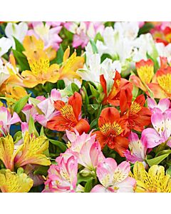 Алстромерия /Alstroemeria Ligtu-Hybrids/ 