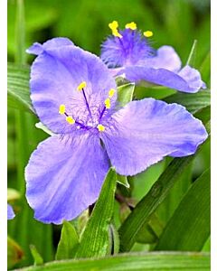 Tradescantia blue stone - 1бр