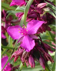 Tradescantia red grape - 1бр