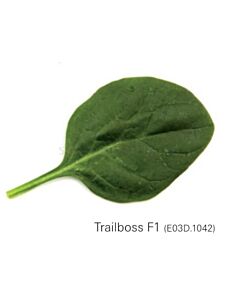 Семена спанак Трейлбос/ Trailbos F1 - 500 000 семена