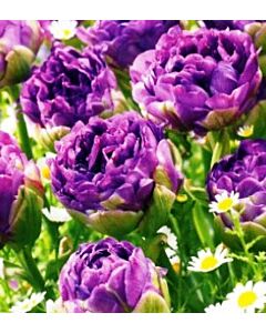 лале Double late Blue Wow*