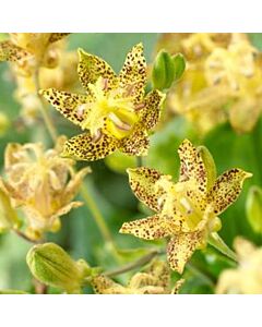 Трициртис / Tricyrtis Golden Festival / 1 бр