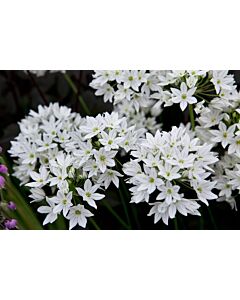 Трителея 'Silver Queen - 1 бр.