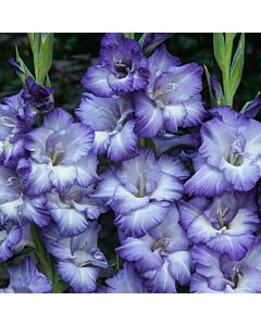 Гладиол / Gladioli Triton / 