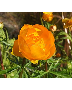 Кълбовиден цвят/ Trollius Orange Crest - 1 брой