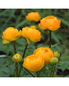 Кълбовиден цвят - Trollius Orange Princess - 1 бр 