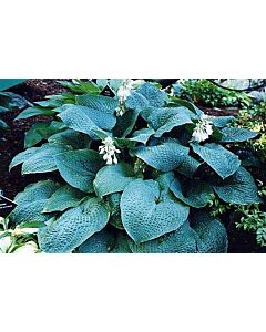Хоста - Hosta True Blue - 1 бр