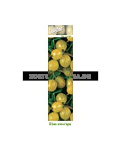 Цариградско грозде бяло (Ribes uva-crispa) - Gooseberry white
