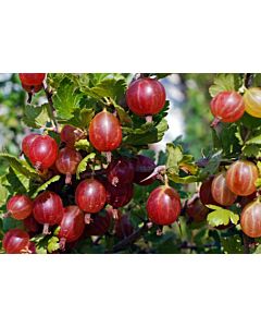 Цариградско грозде червено - Gooseberry red