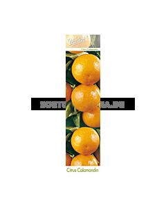 Цитрус каламондин (Citrus mitis)
