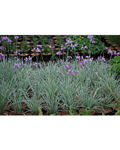 Тулбагия violacea 'Silver / 1 бр