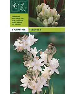 тубероза - Polianthes tuberosa