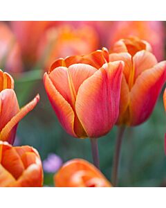 Лале /Tulip ''Cairo'/ 1 бр