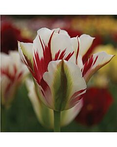 Лале Flaming Springgreen /Special edition/