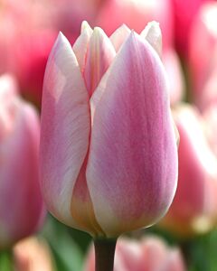 Лале /Tulip 'Apricot Delight/ 1 бр