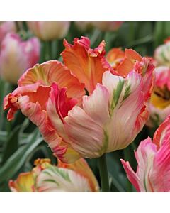 Лале /Tulip Apricot Parrot/ 1 бр