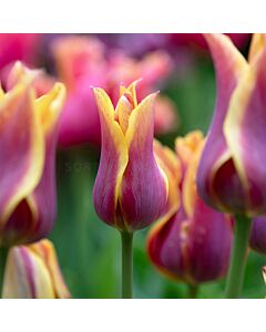 Лале lily-flowered Sonnet - 1 бр.