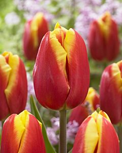 Лале /Tulip Dow Jones/ 11/12