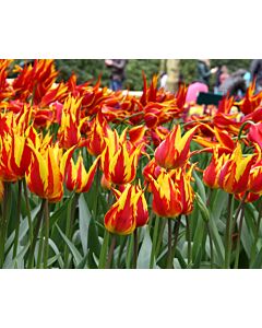 Лале Lily-flowered Firework 1бр