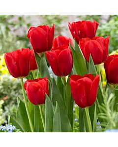 Лале /Tulip RED JIMMY/ 1 бр