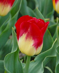 Лале /Tulip 'Match'/ 1 бр