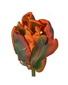 Лале  Rococo 5 бр