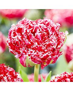Лале /Tulip Qatar'/ 1 бр