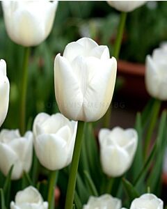 Лале /Tulip White Marvel/ 11/12