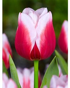 Лале /Tulip Leo Visser/ 11/12