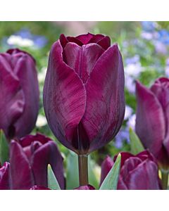 Лале Purple Lady