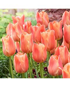 Лале single late Stunning Apricot - 1 бр.