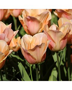Лале /Tulips 'Apricot Beauty' / 1 бр