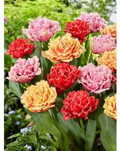 Лале fringed double mixed - 1 бр.