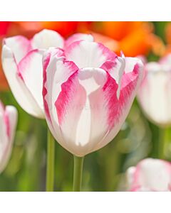 Лале /Tulip 'Graceland'/ 1 бр