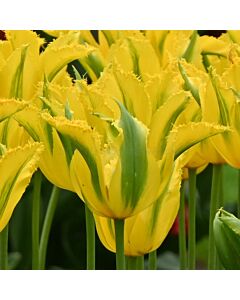 Лале lily-flowered Green Mile - 1 бр.