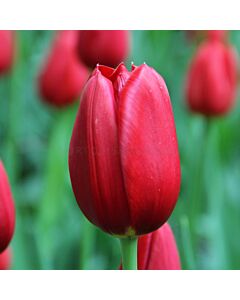 Лале /Tulip Kingsblood/ 11/12