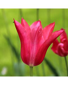 Лале Mariette/ Lilyflowering - 11/12
