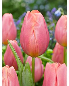 Лале triumph Pink Jimmy - 1 бр.