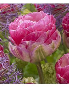 Лале /Tulip Pinksize/ 11/12