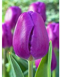 Лале Triumph Purple Flag*