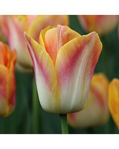 Лале /Tulip Salmon Dynasty/ 1 бр