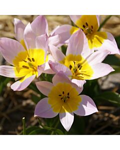 Лале Saxatilis/ 6/7*
