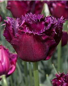 Лале /Tulip 'Gorilla'/ 1 бр