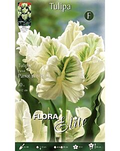 Лале Parrot White 