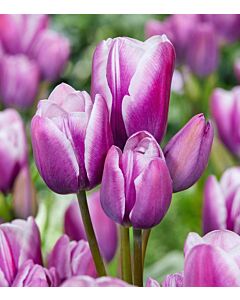 Лале /Tulip Elegance/ 11/12