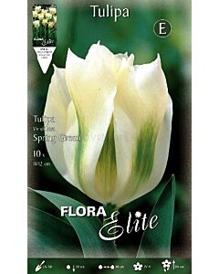 Лале Viridiflora Spring Green*