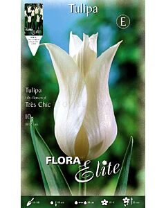 Лале lily-flowered Tres Chic
